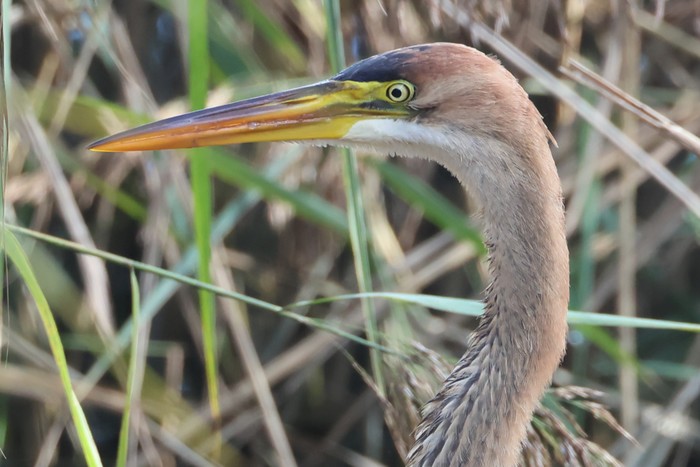 Purple Heron