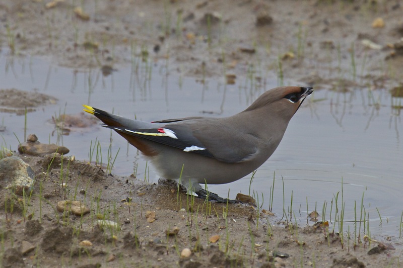 Waxwing