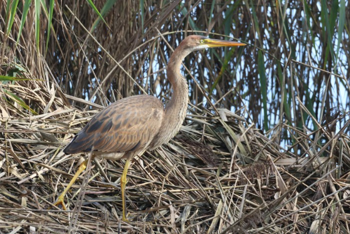Purple Heron