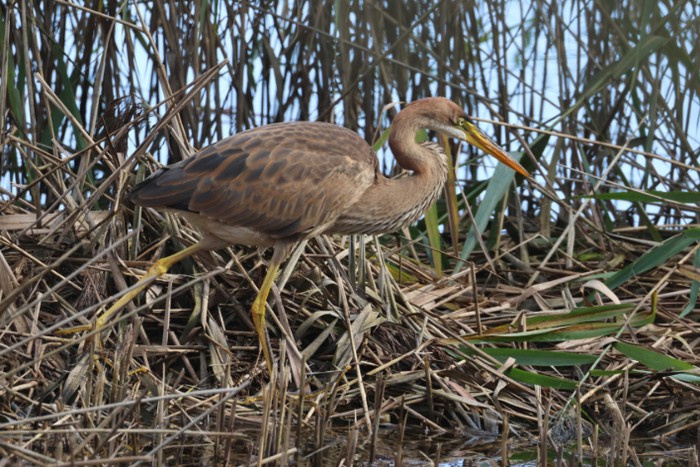 Purple Heron