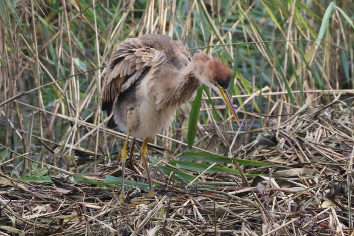 Purple Heron