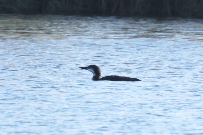Great Northern Diver