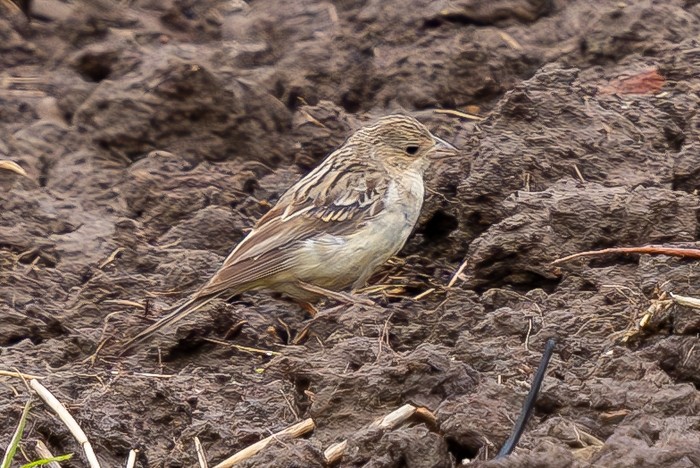 Red-headed Bunting