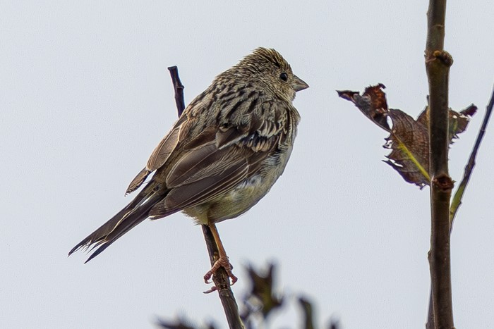 Red-headed Bunting