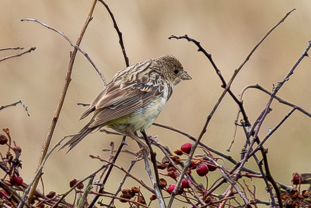 Red-headed Bunting