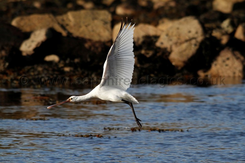 Spoonbill