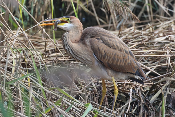 Purple Heron