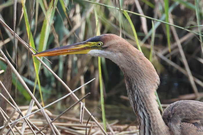 Purple Heron