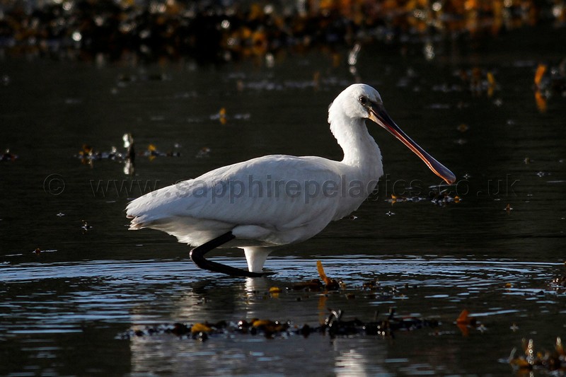 Spoonbill