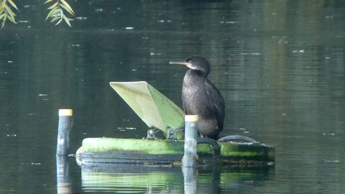 Shag