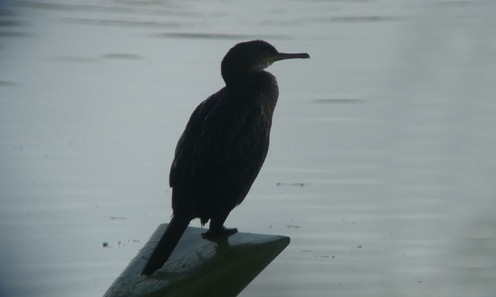 Shag