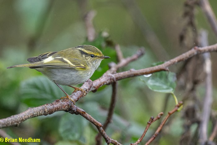 Pallas's Warbler