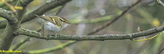 Pallas's Warbler