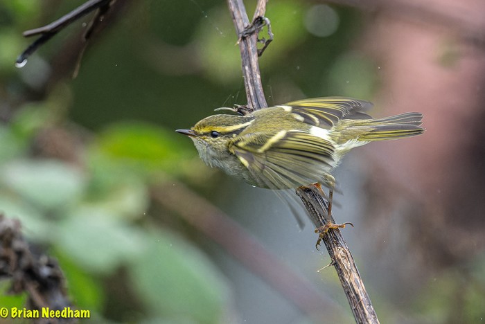 Pallas's Warbler