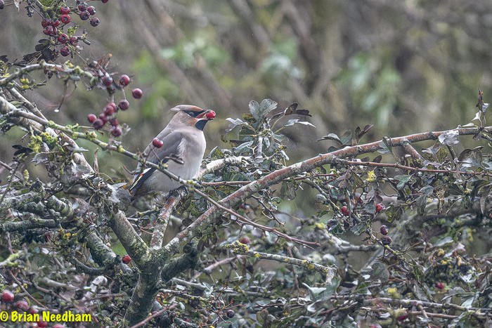 Waxwing