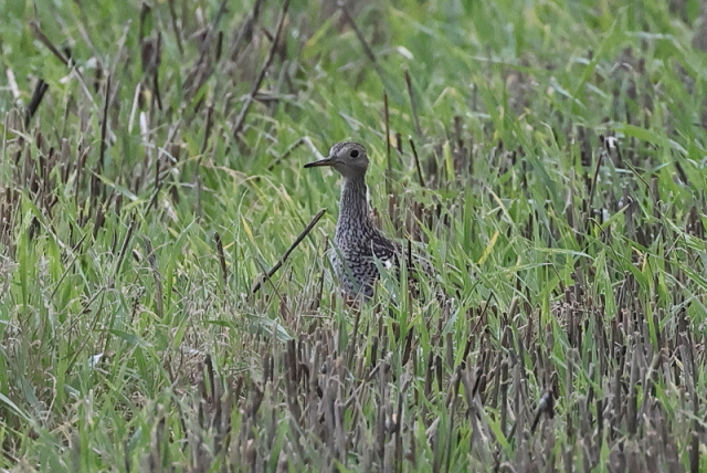 Upland Sandpiper