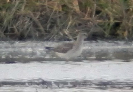 Stilt Sandpiper