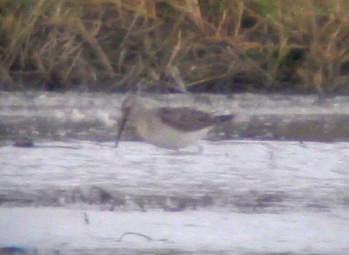 Stilt Sandpiper