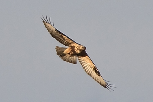 Rough-legged Buzzard