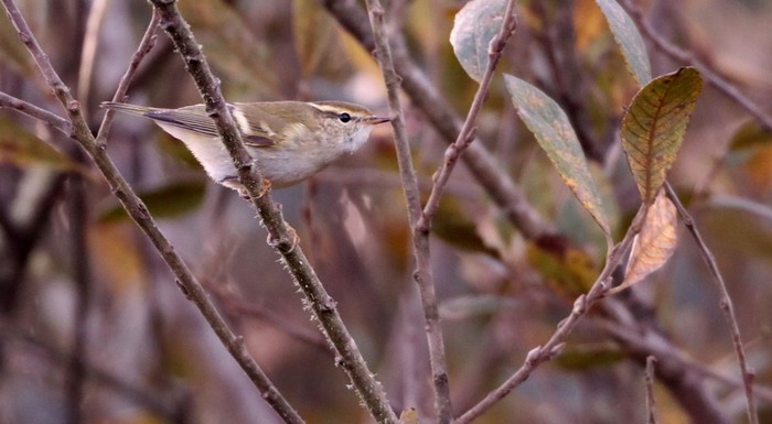 Yellow-browed Warbler