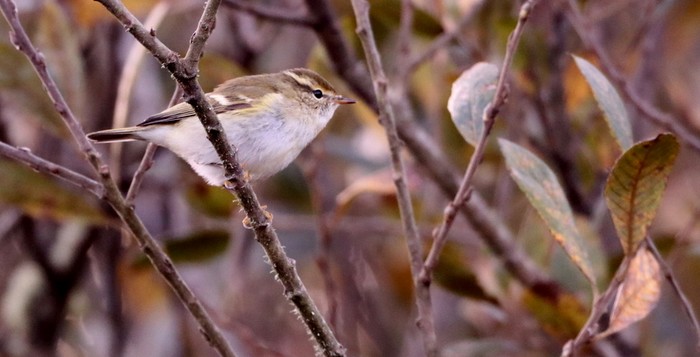 Yellow-browed Warbler