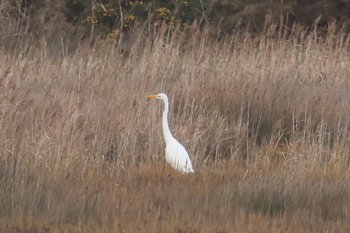 Great White Egret