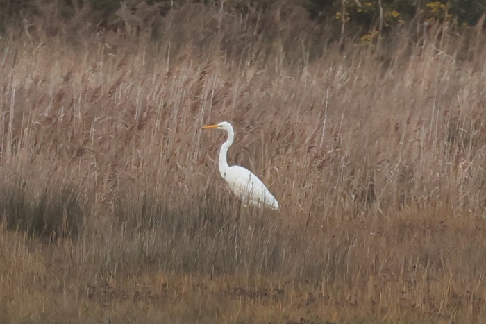 Great White Egret
