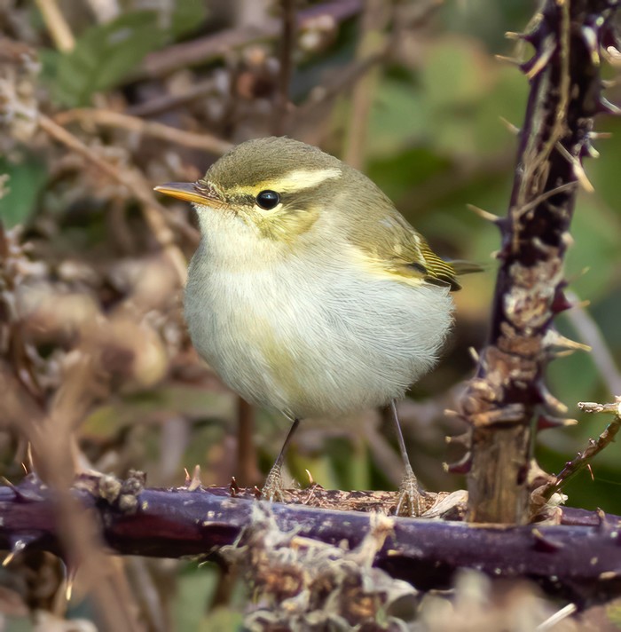 Two-barred Greenish Warbler