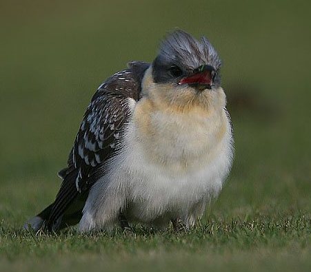 Great Spotted Cuckoo