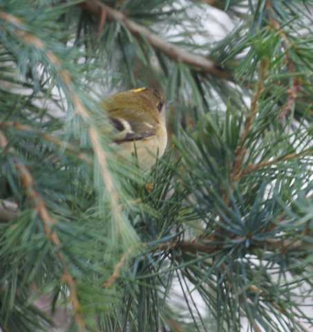 Goldcrest
