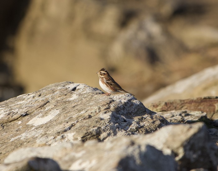 Rustic Bunting