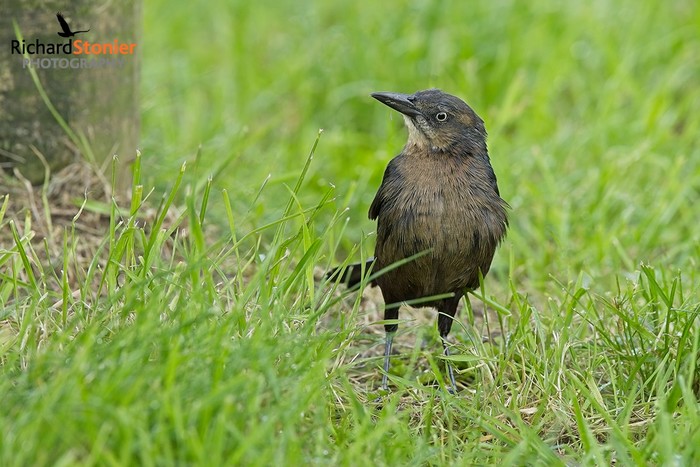 Great-tailed Grackle