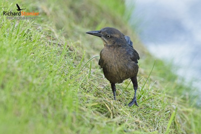 Great-tailed Grackle