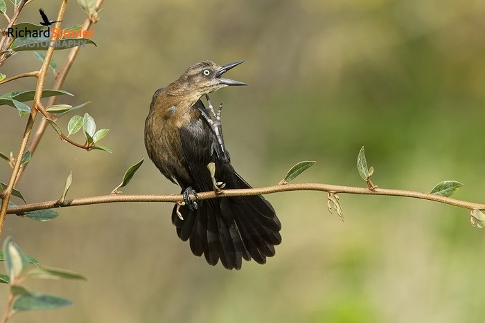 Great-tailed Grackle