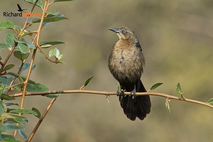 Great-tailed Grackle