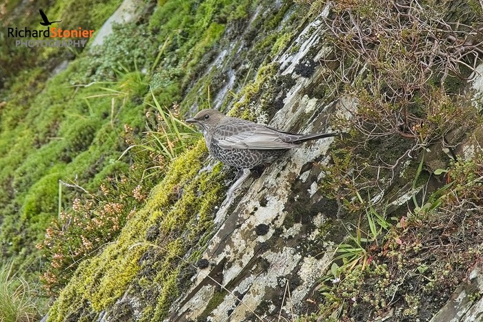 Ring Ouzel