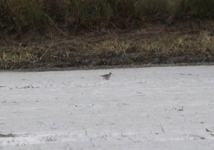 Stilt Sandpiper
