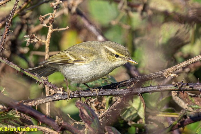 Two-barred Greenish Warbler