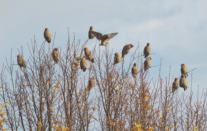 Waxwing