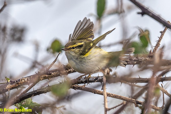 Pallas's Warbler