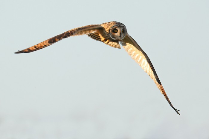 Short-eared Owl