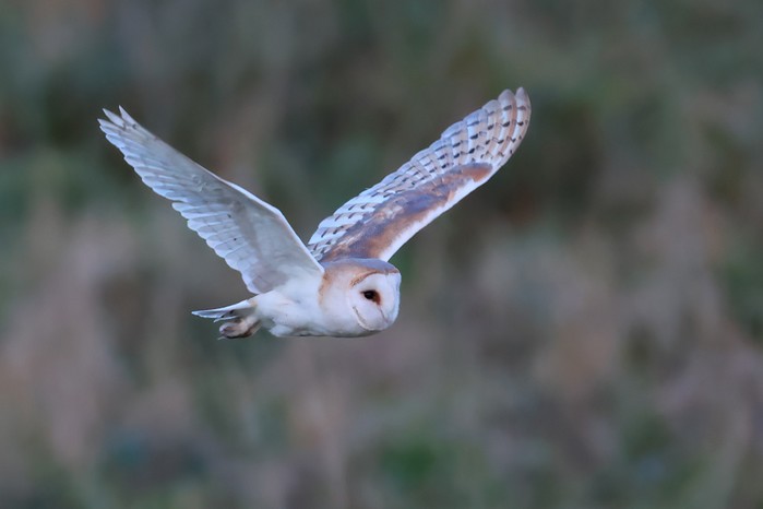 Barn Owl