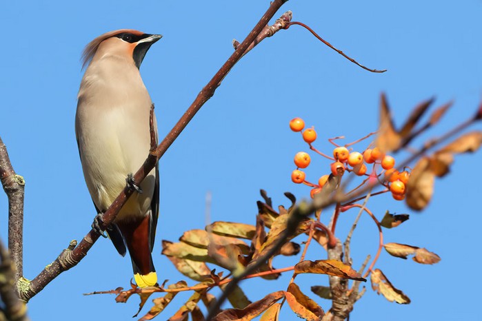 Waxwing