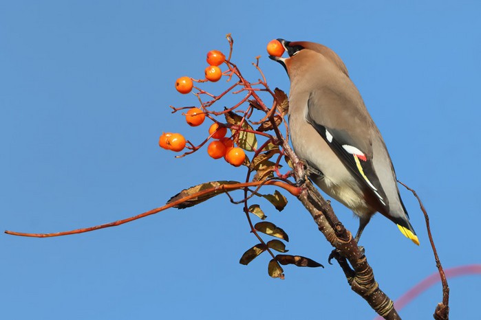 Waxwing