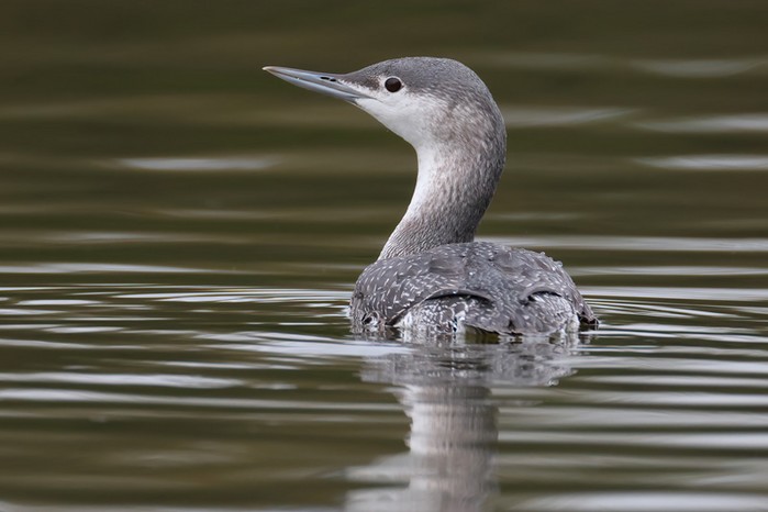 Red-throated Diver