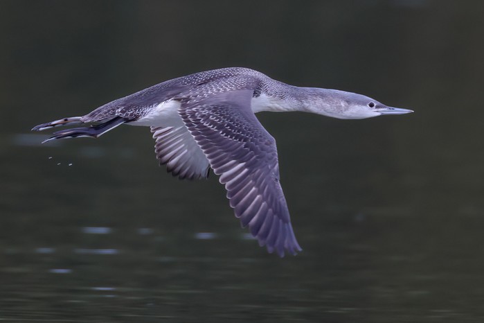 Red-throated Diver