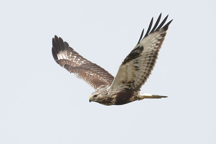 Rough-legged Buzzard