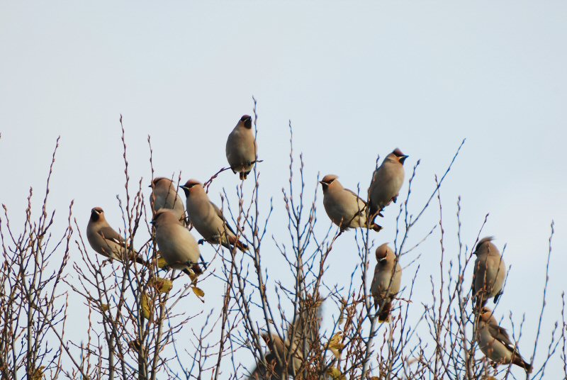 Waxwing