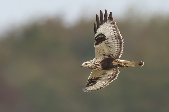 Rough-legged Buzzard