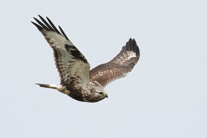 Rough-legged Buzzard